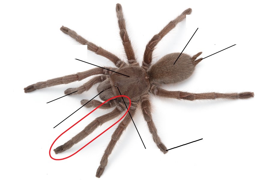 <p>Which leg is this?</p>