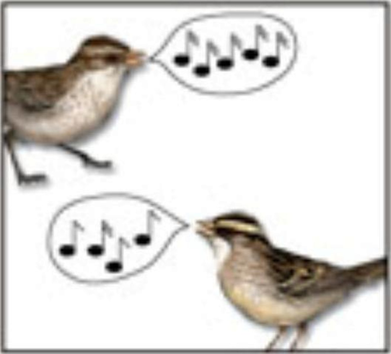 <p>Incompatible courtship rituals, pheromones, or bird songs.</p>