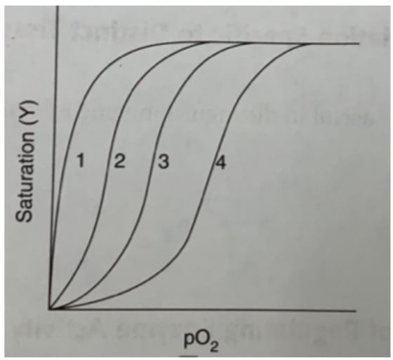 <p>Several oxygen dissociation curves are shown in the figure below.&nbsp; Assuming that curve 3 corresponds to isolated hemoglobin placed in a solution containing physiologic concentrations of CO<sub>2</sub> and BPG at a pH of 7.0, indicate which of the curves reflects the following changes in conditions:</p><p>Terms:</p><p><strong>Increased BPG concentration</strong></p><p><strong>Increased pH</strong></p><p><strong>Dissociation of hemoglobin into subunits.</strong></p><p>Answer choices: </p><p>1,2,3,4 </p>