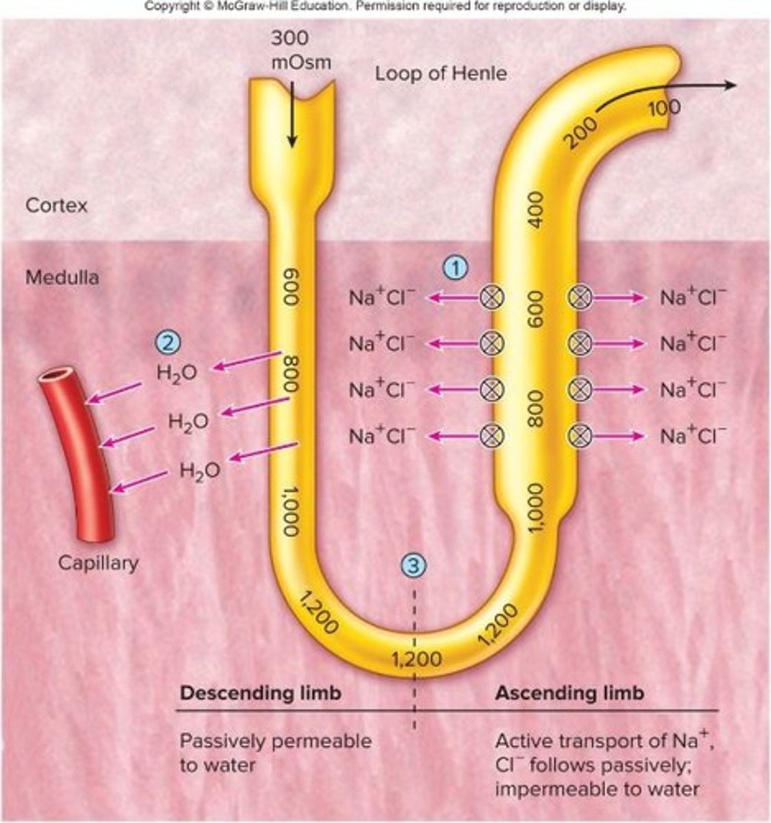 <p>Involved in concentration of urine.</p>