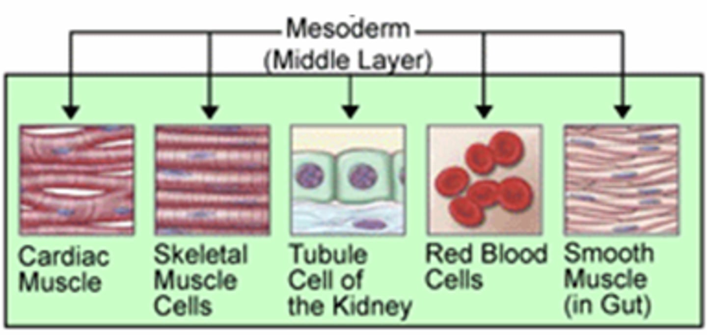 <p>middle germ layer between the ectoderm and the endoderm; develops into muscles, and much of the circulatory, reproductive systems and excretory systems</p><p>- middle layer that produces bones, muscles, reproductive and circulatory systems</p>