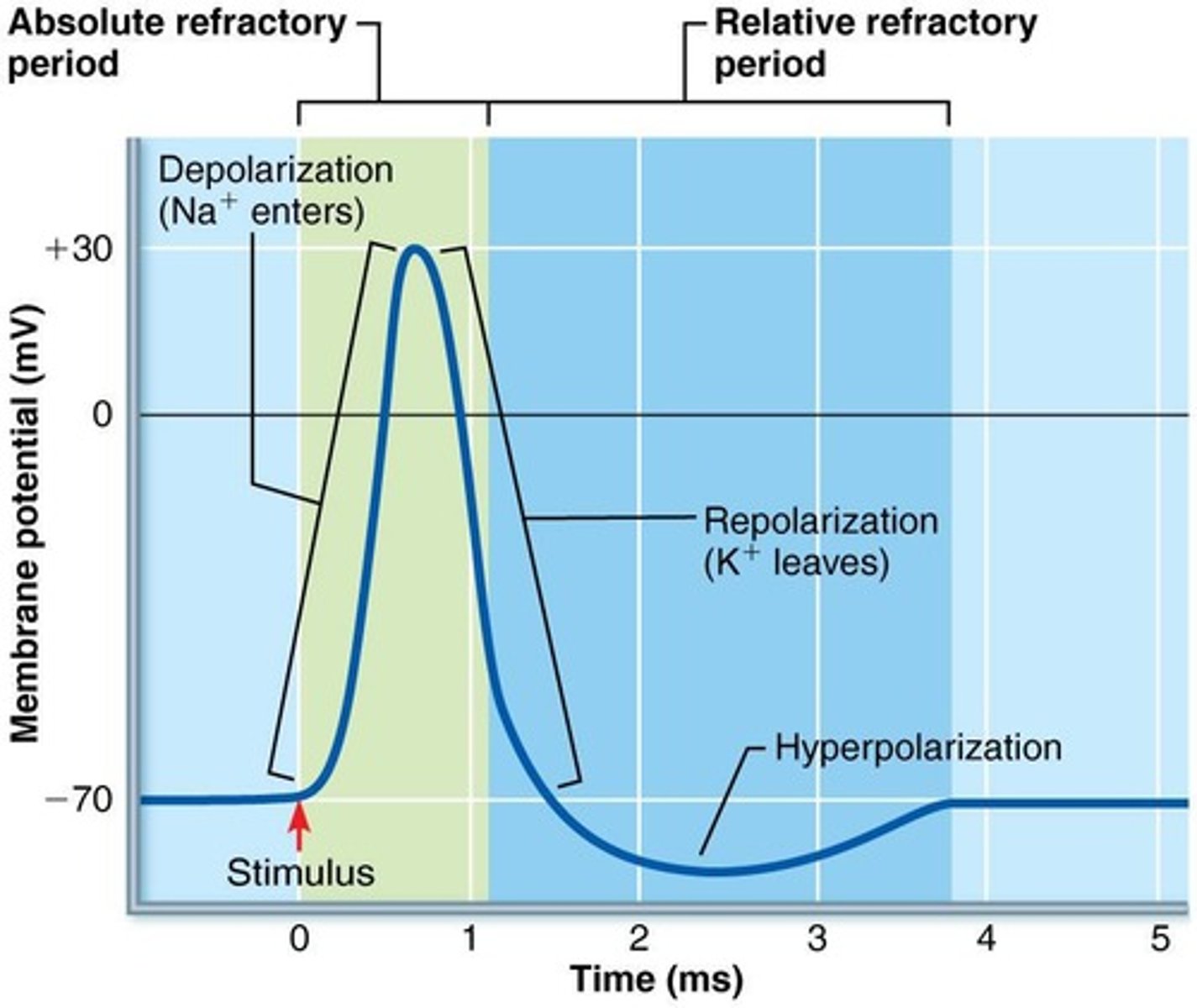 <p>No further action potentials can be generated because Na+ channels are inactivated.</p>