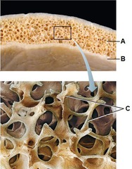 Layer of bone tissue that has many small spaces and is found just inside the layer of compact bone.