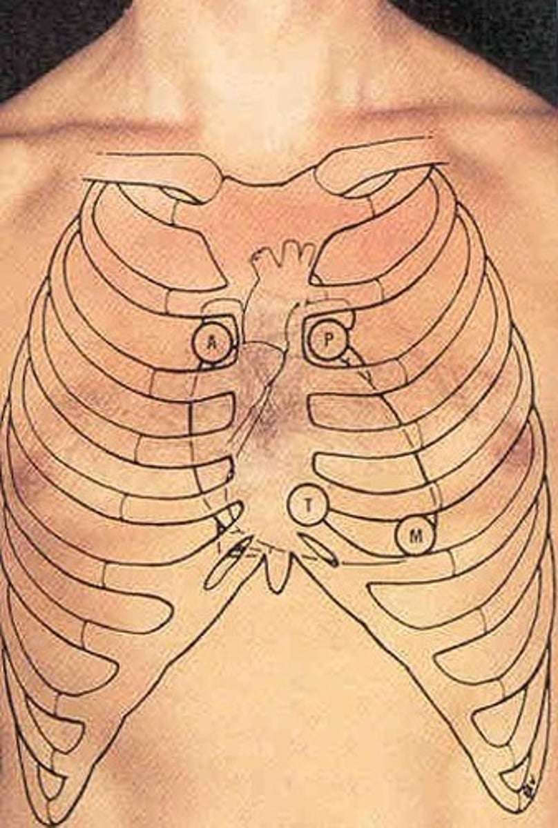 <p>External form and relation to deeper structures as x-ray in anatomic imaging</p>