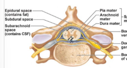 <ul><li><p>nerves coming off spinal cord</p></li><li><p>mixed nerves, both sensory and motor fibers</p></li></ul><p></p>