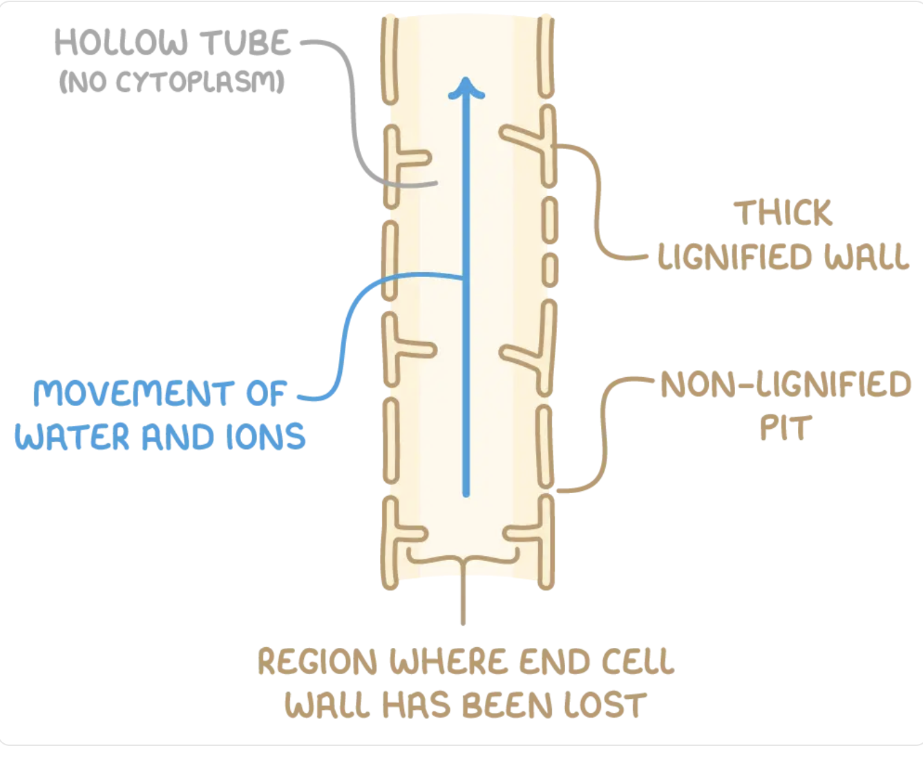 <ul><li><p><strong>lignified walls</strong> are impermeable to water</p></li><li><p>gaps in wall = pits → water can enter + exit → allows <strong>horizontal transport </strong>of water</p></li><li><p>provide <strong>flexibility</strong> in the water transport system → ensure <strong>efficient flow </strong>even when some vessels are compromised.</p></li></ul><p></p>