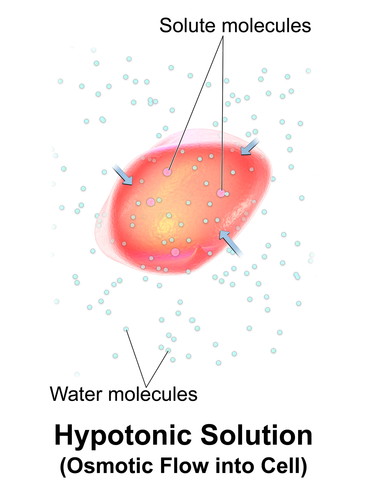 A solution with a lower osmolarity (fewer solutes) compared to another solution.