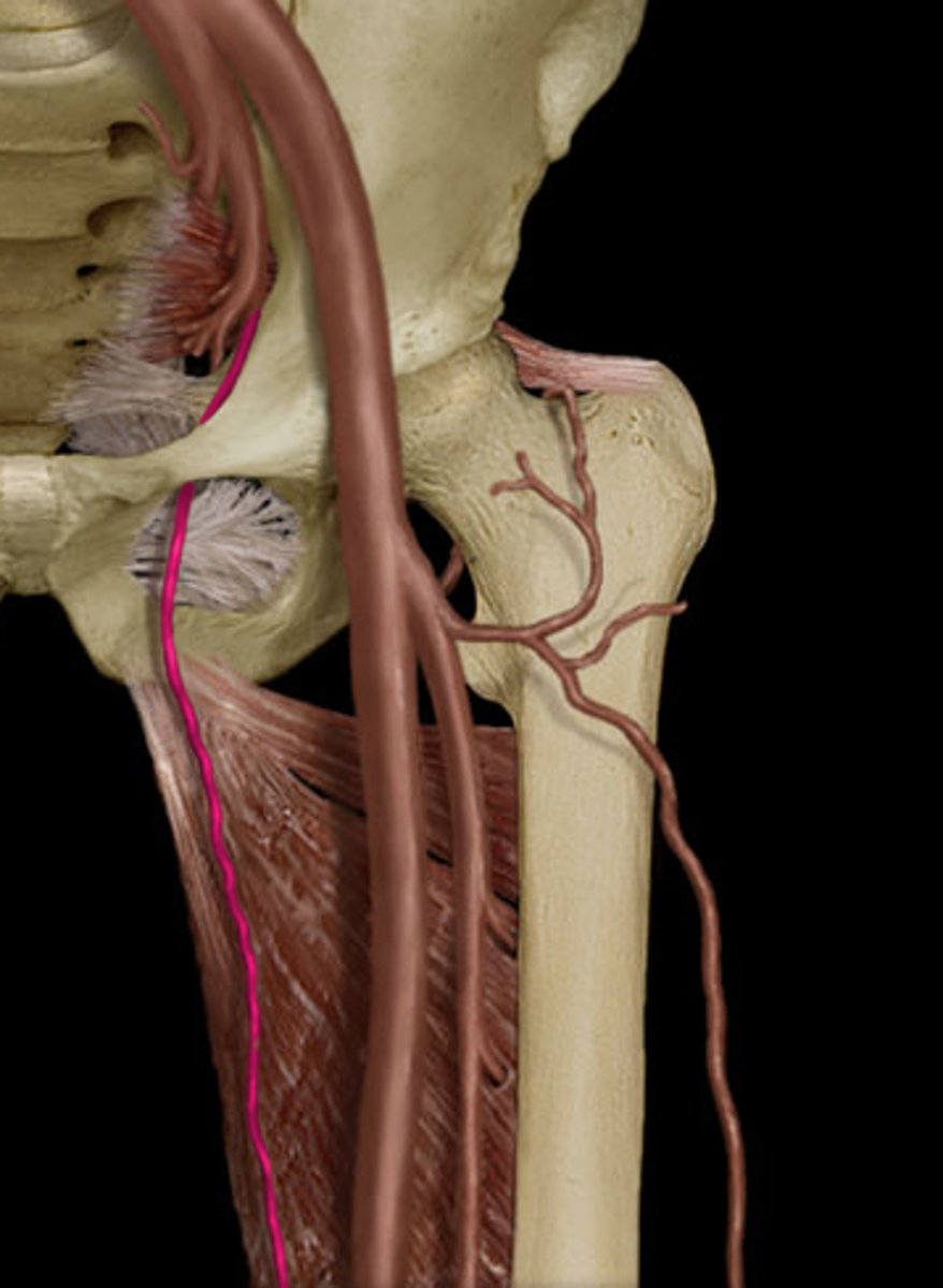 <p>-supplies medial compartment of thigh</p><p>-arises from internal iliac artery</p><p>-passes through obturator foramen to medial compartment of thigh--&gt;divides into anterior and posterior branches</p><p>-supplies obturator externus, pectineus, adductors, gracilis</p><p>-posterior branch gives off acetabular branch that supplies femoral head</p>