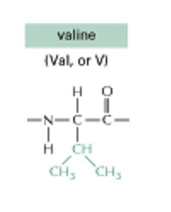 <p>Valine (CH, CH3 RIGHT AND LEFT) V</p><p>(NONPOLAR SIDE CHAINS)</p>