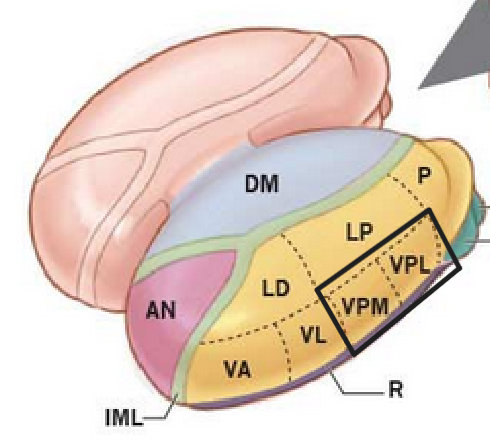 <ul><li><p>Nucleus ventralis posterolateralis (VPL)</p></li><li><p>Nucleus ventralis posteromedialis (VPM)</p></li></ul><p></p>