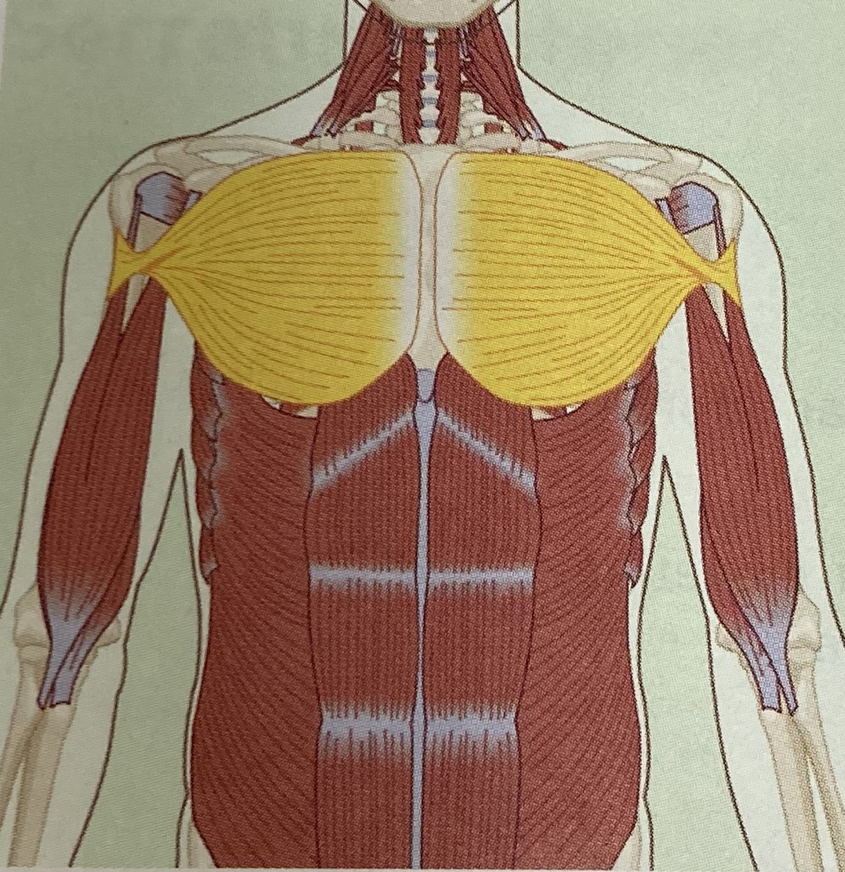 <ul><li><p>category: shoulder musculature</p></li><li><p>origin: clavicle, sternum, ribs 1-7</p></li><li><p>insertion: tubercle of the humerus</p></li><li><p>isolated function: concentric shoulder flexion, horizontal adduction, and internal rotation</p></li><li><p>integrated function: eccentric shoulder extension, horizontal adduction, and internal rotation</p></li><li><p>stabilizes stabilizes shoulder girdle</p></li></ul><p></p>