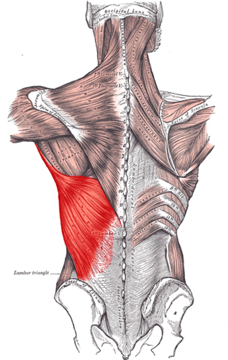 <p>origin: thoracic vertebrae (T7-T12), lumbar vertebrae, lower ribs 99-12); iliac crest</p><p>insertion: intertubercular sulcus of humerus</p><p>prime function: moves elbow back, spreads elbow apart</p>