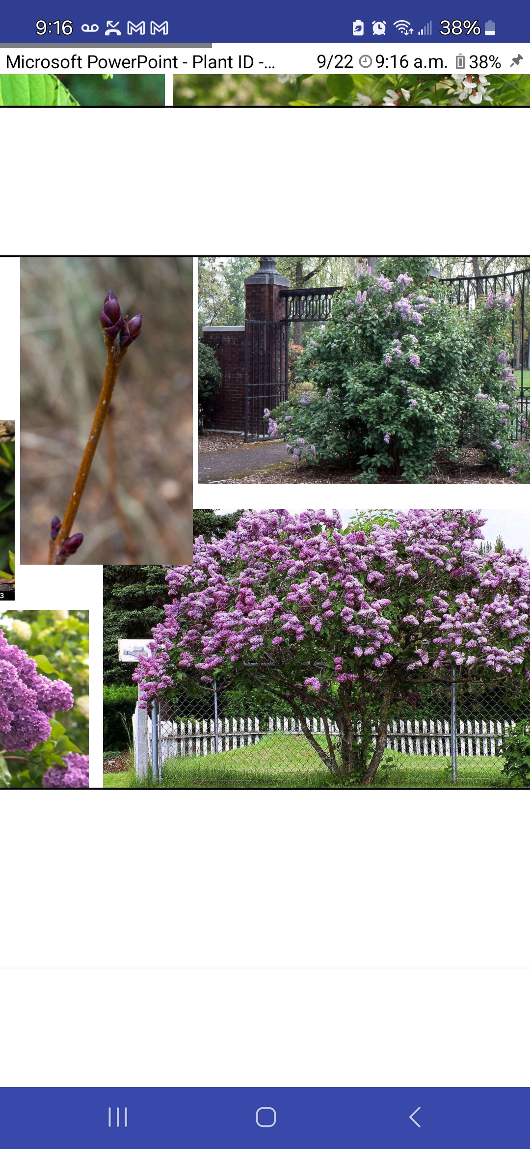 <p>Common lilac</p>