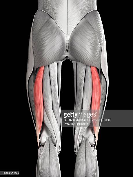 <p>extends the hip flexs the knee</p><p>O:ischial tuberosity</p><p>I: head of fibula and lateral condyle of tibia</p>