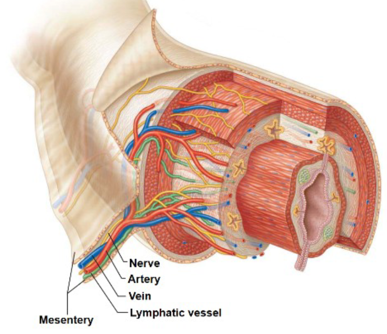 <p><span><span>The peritoneum that connects organs to the abdominal wall</span></span></p>