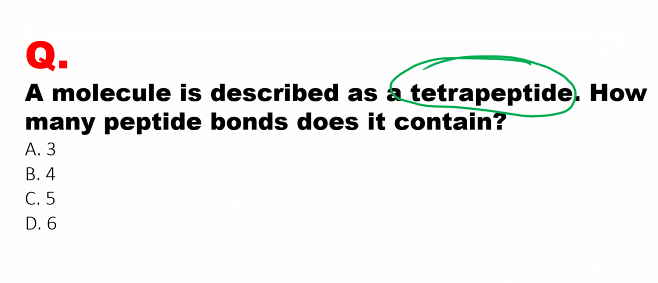 <p>A. </p><p>four aa, 3 peptide bonds</p><p>if there are 1000 aa, then there are 999 peptide bonds</p>