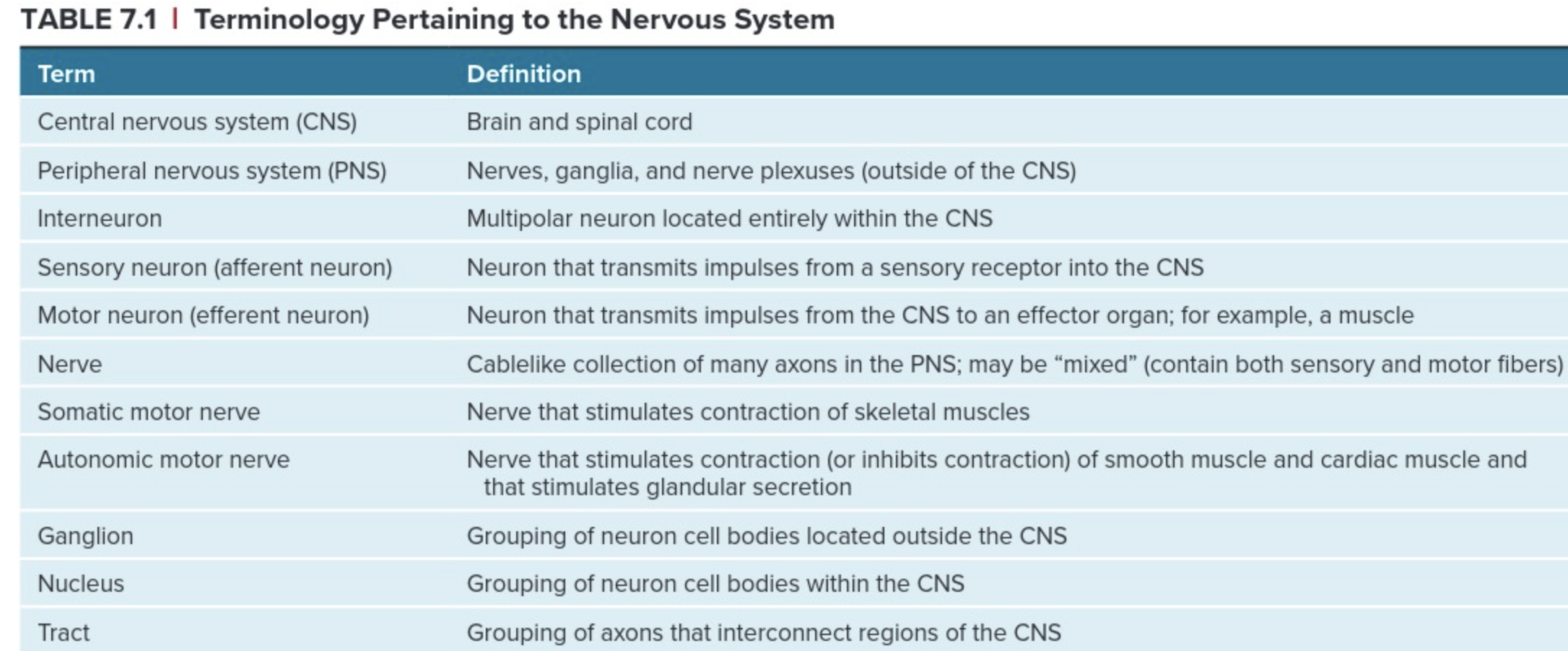 <p>CNS: Brain and Spinal Cord</p><p>PNS: Nerves, ganglia, and nerve plexuses (outisde of CNS)</p><p>Interneuron: multipolar neuron located entirely within the CNS<br>Sensory Neuron (afferent Neuron): neuron that transmits impulses from a asensory receptor into the CNS</p><p>Motor Neuron (efferent neuron): neuron that transmits impulses from the CNS to an effector organ (ex: muscle)</p>