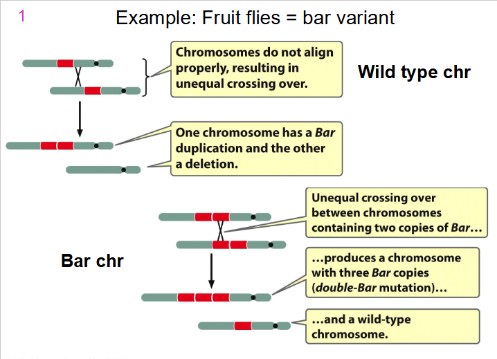 <p>Example: Fruit Flies = bar variant</p>