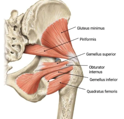 <p>obturator externus </p>