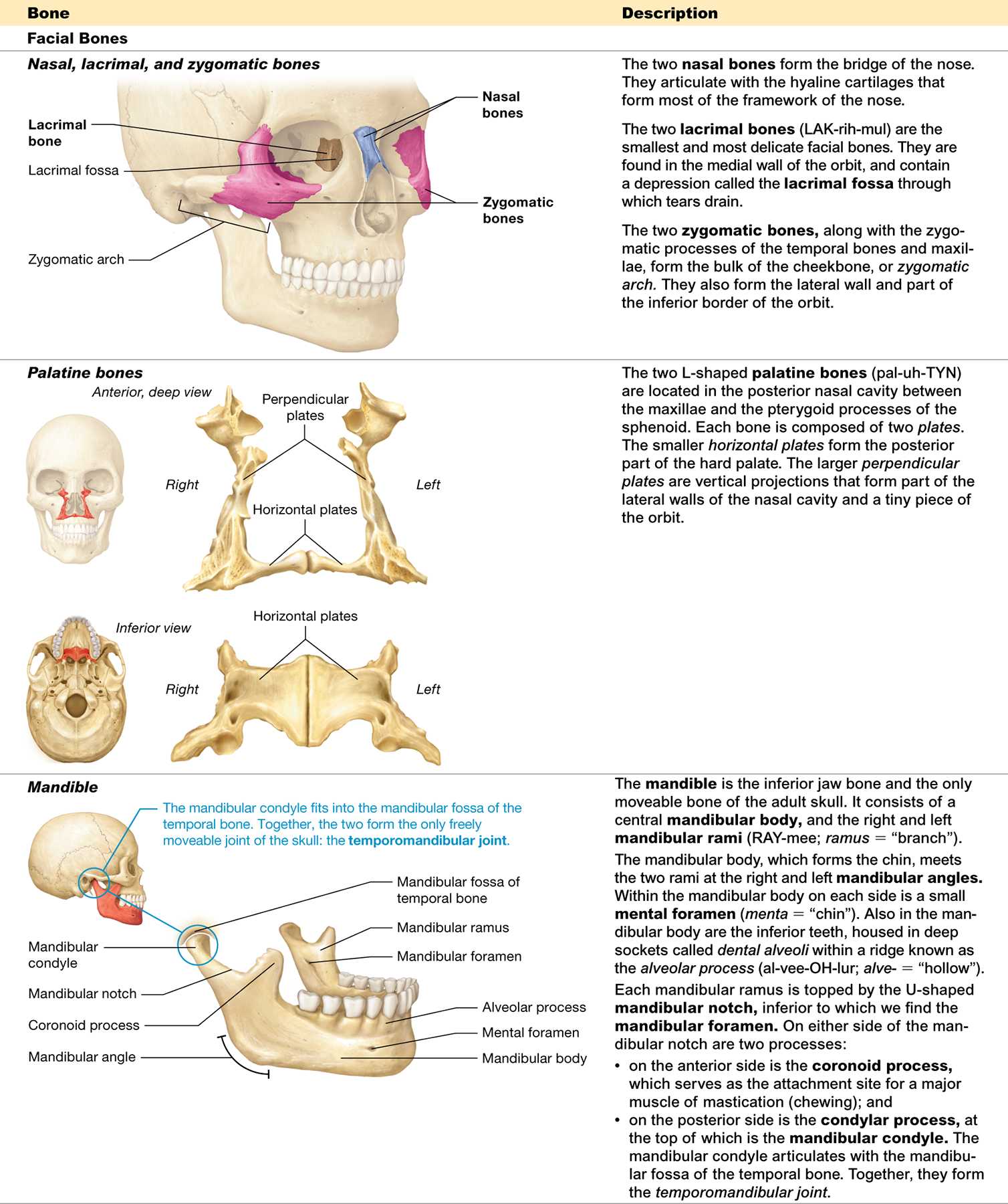 <p><span> The <strong>zygomatic bones</strong></span></p>