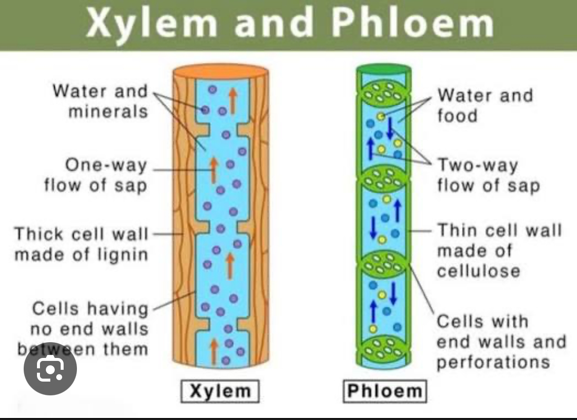<p>Vascular tissue composed of hollow “dead” plant cells. Xylem carries ONLY water in ONE direction, up the root stem and into the leaves</p>
