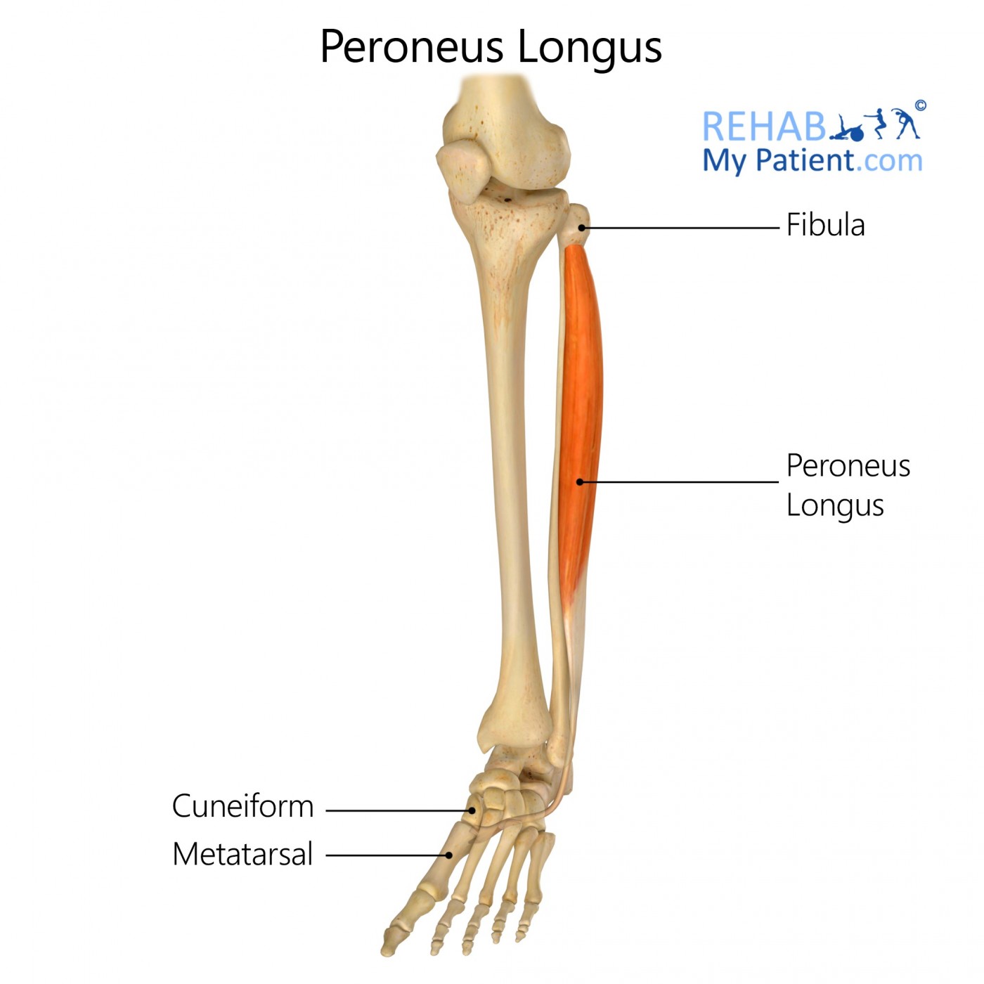 <p>Peroneus Longus (Fibularis longus) Origin</p>