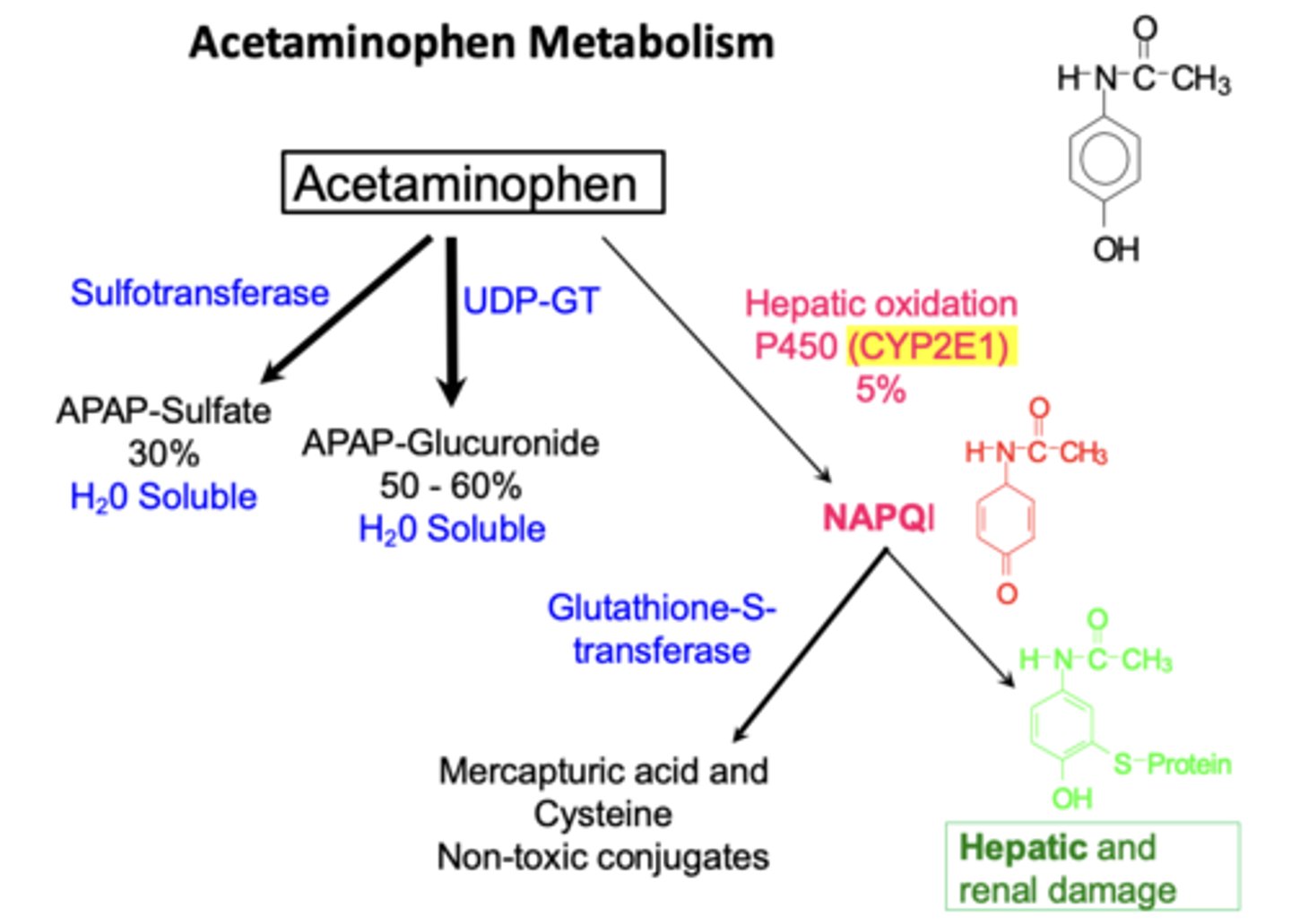 <p>• Normal doses: safely metabolized</p><p>• Overdose: excess CYP2E1 generates NAPQI</p><p>• NAPQI binds to liver cells causing hepatic injury</p><p>• Also formed in kidneys by prostaglandin H synthase causing renal tubular necrosis</p>