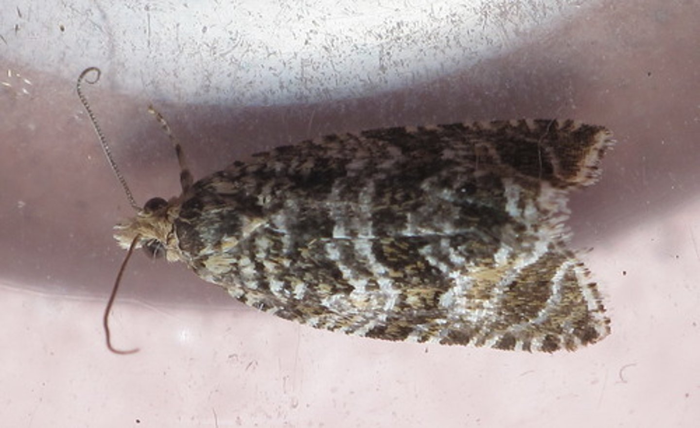 <p>browns or black and white, short palps, square tipped FW, wings fold back like shield at rest, FW detailed, larvae apple eating pests, adults don't feed</p>