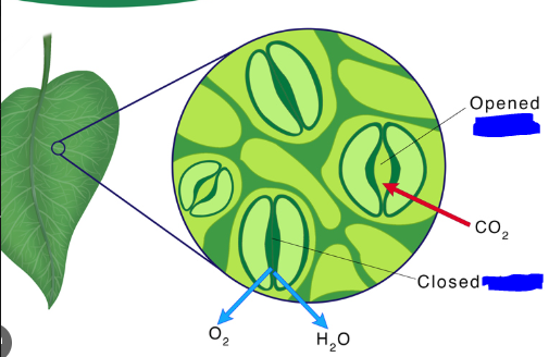 <p>Found on the surface of leaves in most plants. These let CO2 and O2 diffuse into and out of the mesophyll layer respectively.</p>