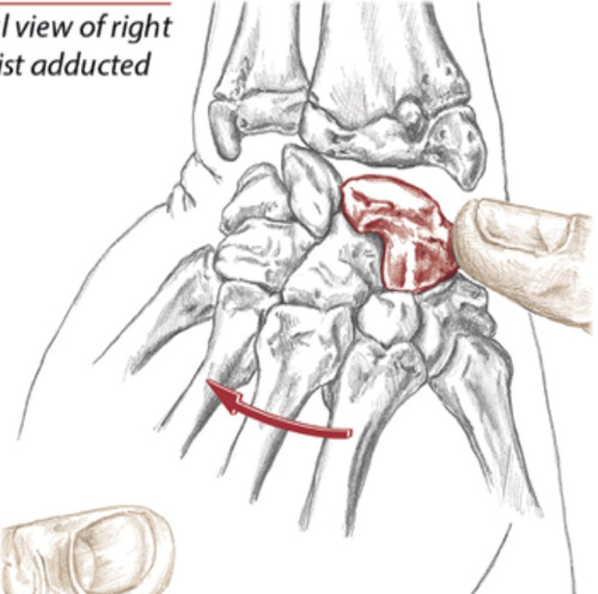 <p>Distal to the styloid process of radius, opposite the pisiform; transmits forces from hand to the forearm</p>