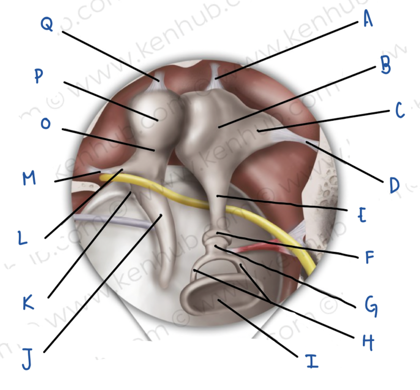 <p>Name the middle ear structure labeled C</p>