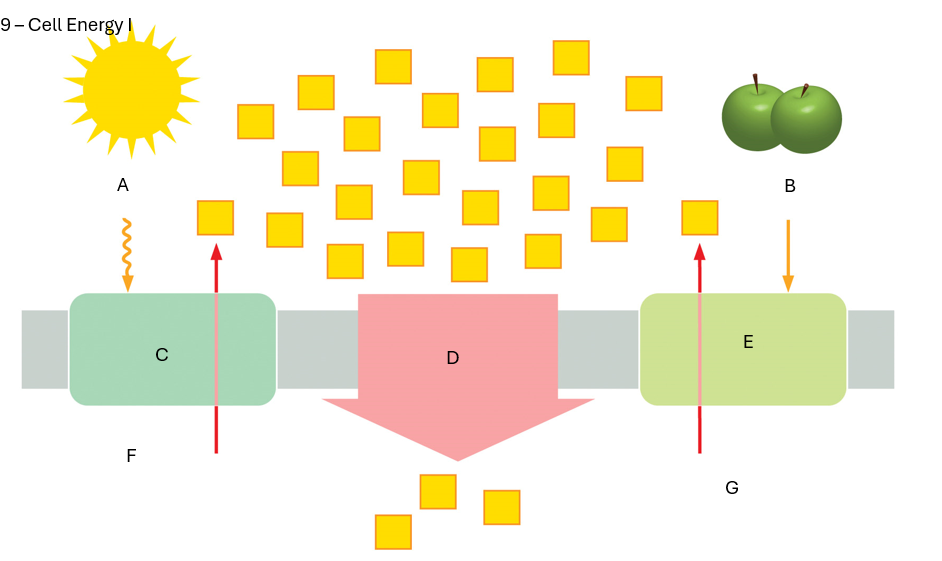 <p>What is E?</p>