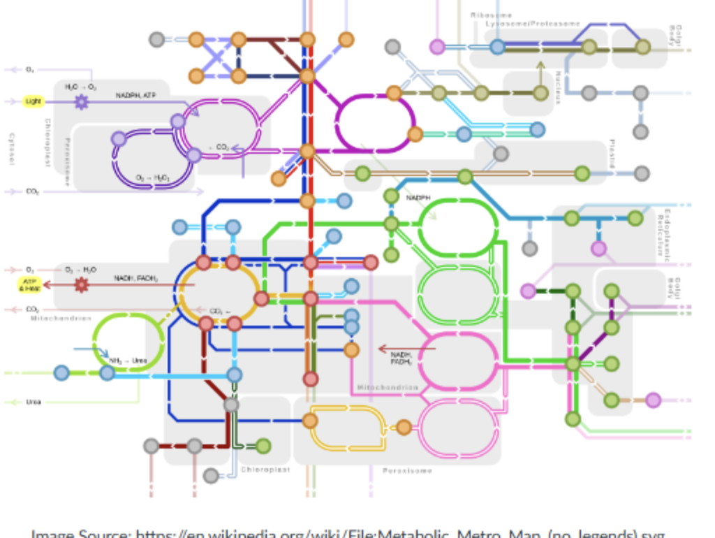 <p>Metabolism Review</p>