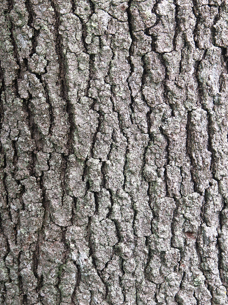<p>black oak, Quercus velutina, Fagaceae</p>