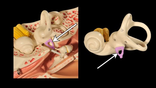 <p>(p.) middle ear; auditory ossicle</p>