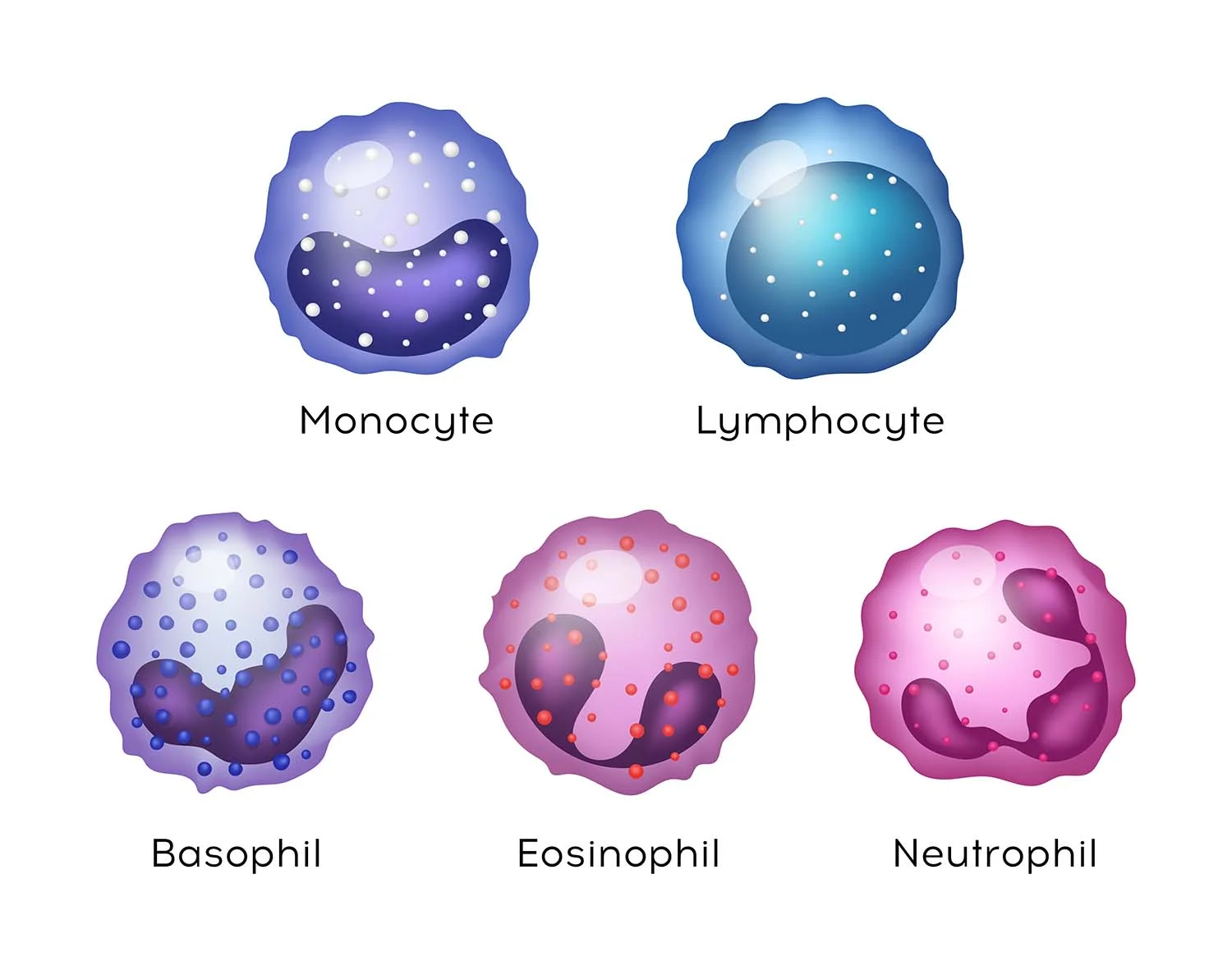 <p>leukocytes</p>