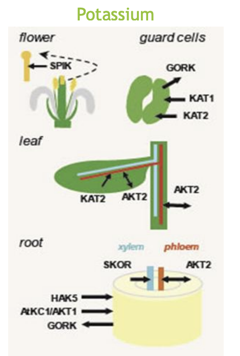 <ul><li><p>control of K+ translocation to shoot</p></li><li><p>part of plant drought response</p></li></ul><p></p>