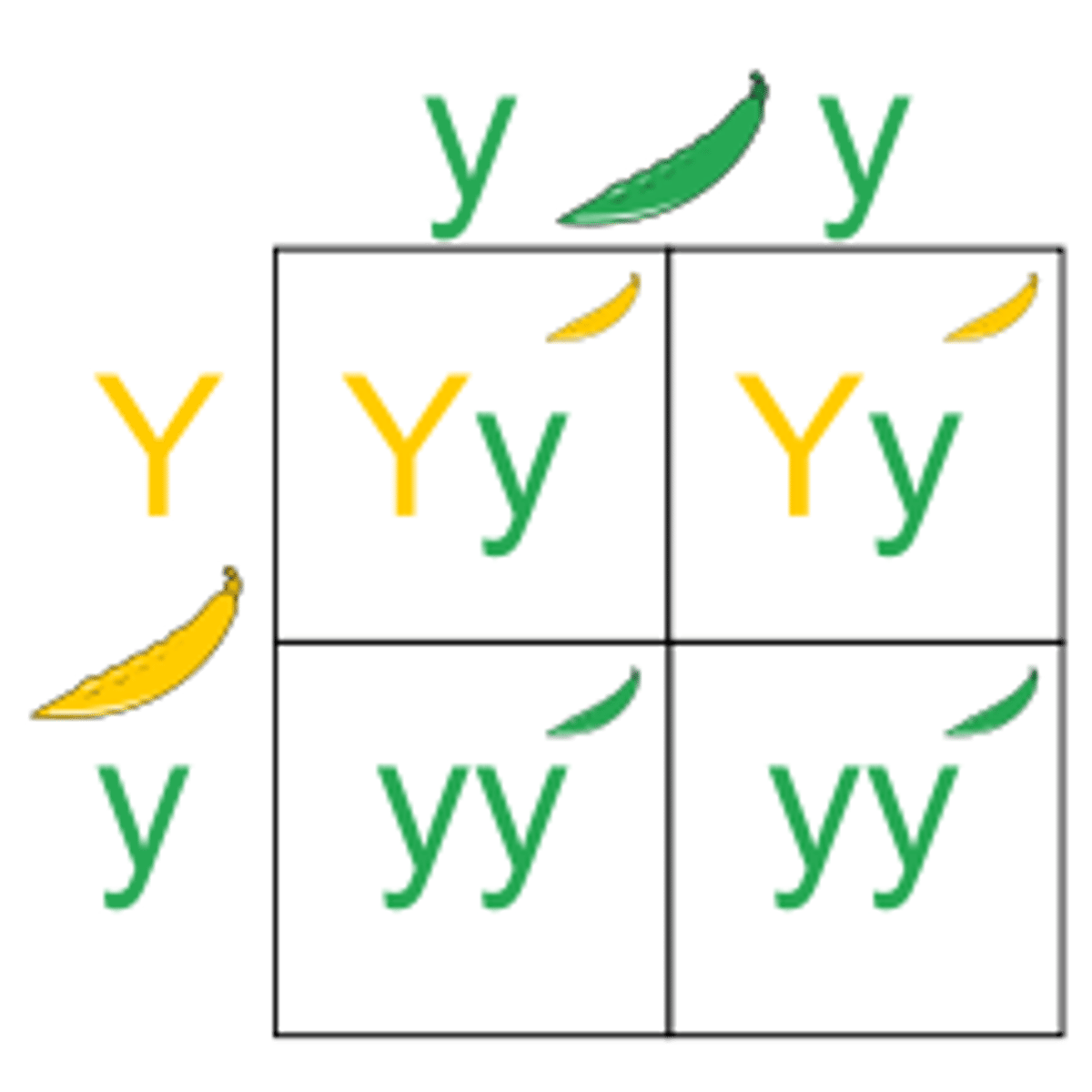 <p>individual that has two different alleles for a trait</p>