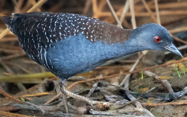 <p>What bird is this?</p>