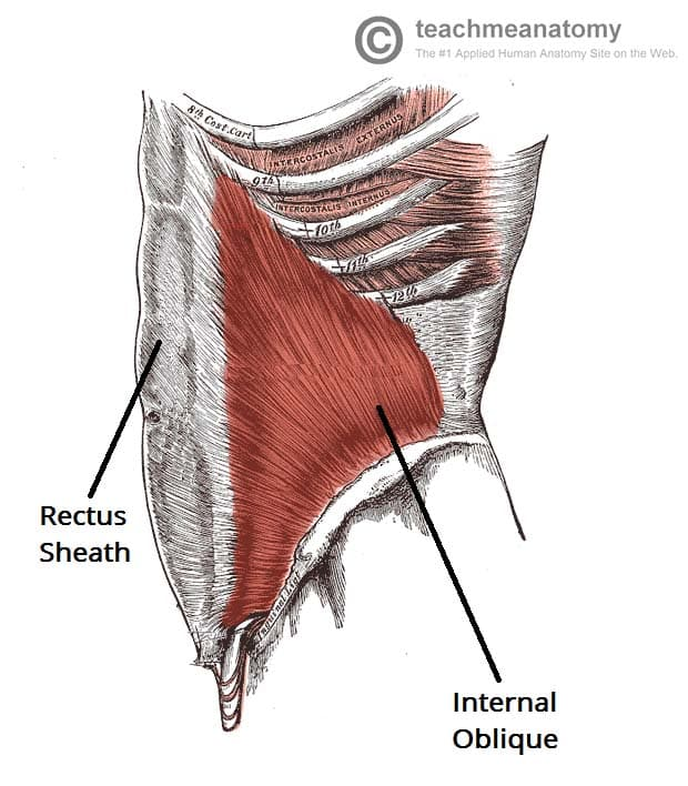 <p><strong>Location</strong>: Lies just beneath the external oblique. Fibers run upwards and medially – opposite to the external oblique.</p><p class="MsoListParagraph">-<span style="font-size: 7pt; font-family: &quot;Times New Roman&quot;">&nbsp;&nbsp;&nbsp;&nbsp;&nbsp;&nbsp;&nbsp;&nbsp;&nbsp; </span>Aponeurosis – transitions to this as approaching insertion.</p><p class="MsoNormal"><strong>Origin</strong>: Thoracolumbar fascia (connective tissue which supports the lower back), iliac crest, and inguinal ligament.</p><p class="MsoNormal"><strong>Insertion</strong>: Ribs 10-12, linea alba via aponeurosis, and pubic crest.</p><p class="MsoNormal"><strong>Function</strong>: Compresses the abdominal cavity, aids in trunk flexion, and rotates the trunk (opposite side of the external oblique).</p><p class="MsoNormal"><strong>Innervation</strong>: T7-T11 thoracic nerves, T12 subcostal, L1 nerve.</p>