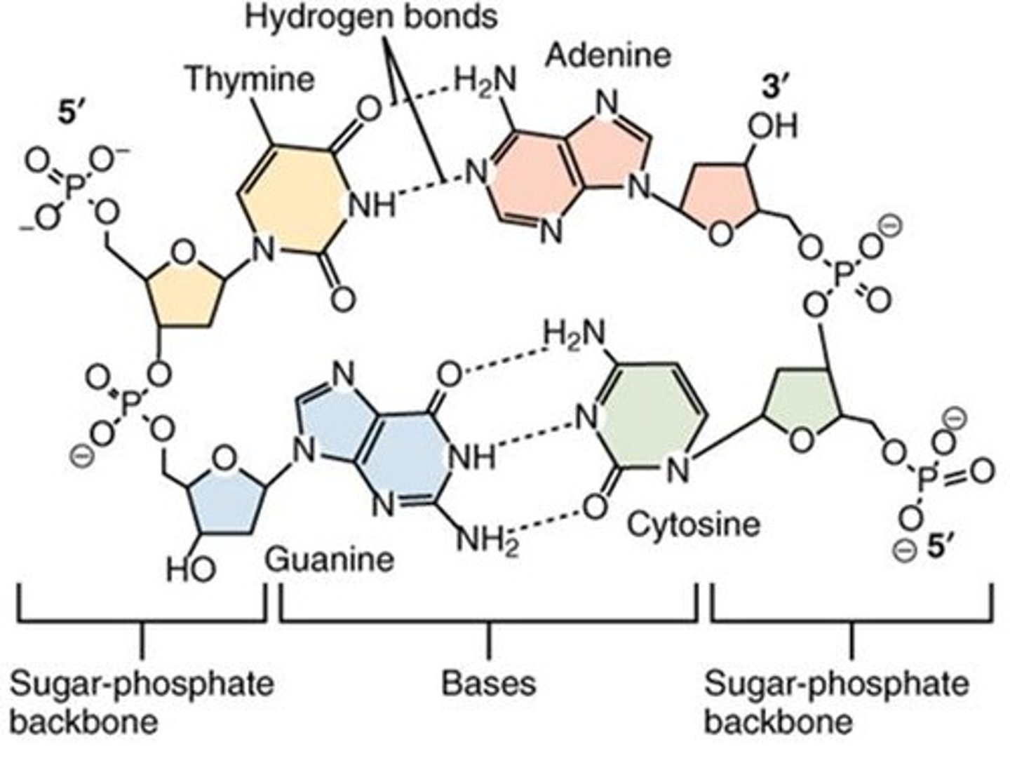 <p>Adenine pairs with Thymine, and Guanine pairs with Cytosine.</p>