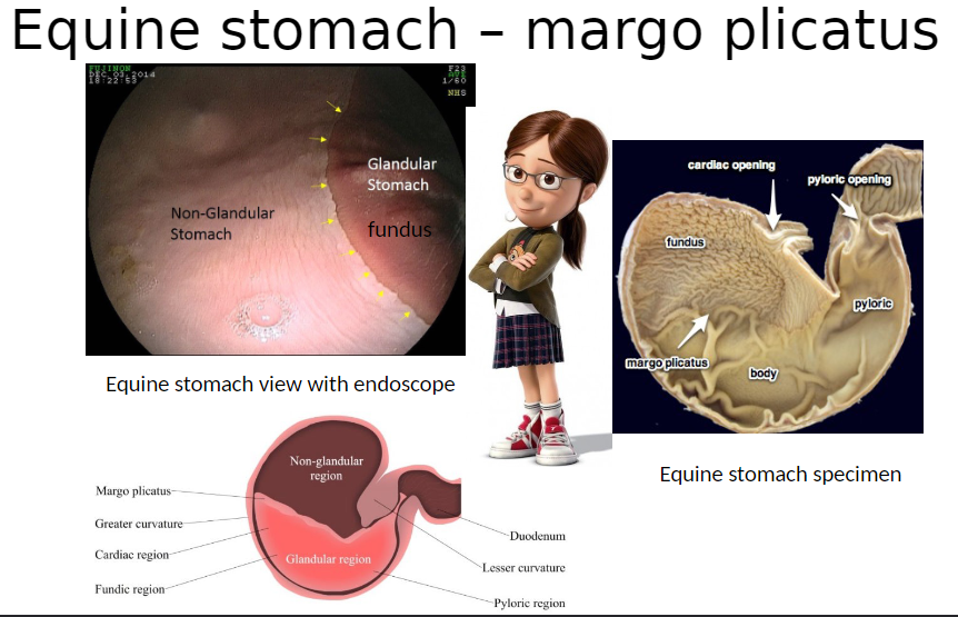 <p><strong>Margo Plicatus</strong>: Ridge that separates non-glandular fundus from glandular regions of equine stomach<br> Non-glandular fundus: Mainly storage, no acid or enzyme secretion<br> Glandular region: Secretes acid and digestive enzymes for chemical digestion</p><p><strong>Images</strong>: Endoscopic view and stomach specimen showing margo plicatus</p><p><strong>From Corrections Post:</strong></p><p><strong>Horses</strong><br> Large non-glandular area near the esophagus (dorsal fundus) → prone to ulcers<br> Rest of the stomach (cardiac, mostly fundic, pyloric) is glandular</p><p><strong>Pigs</strong><br> Very small non-glandular area near the esophagus<br> Most of the stomach is glandular</p><p><strong>Ruminants</strong><br> Abomasum is glandular<br> Forestomachs (rumen, reticulum, omasum) are non-glandular</p>