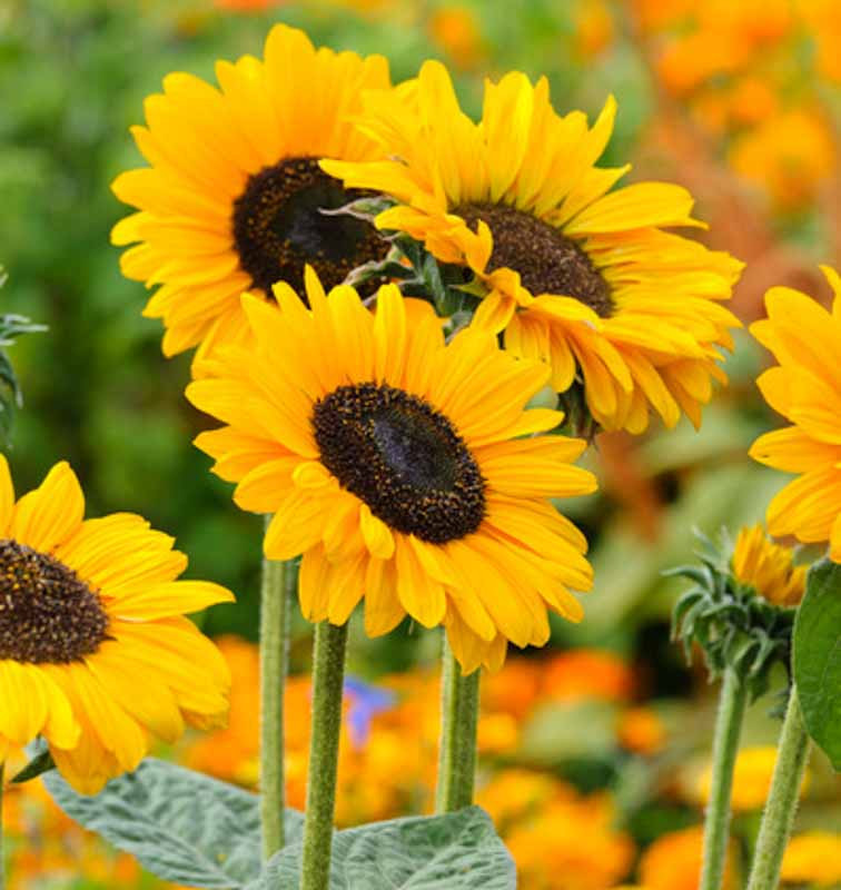 <p>Helianthus</p>