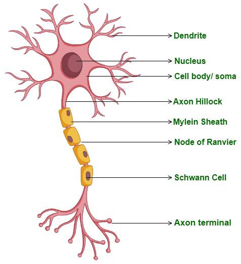 <p>Soma, dendrites, axon, axon terminals, myelin sheath, nodes of Ranvier, and the nucleus</p>