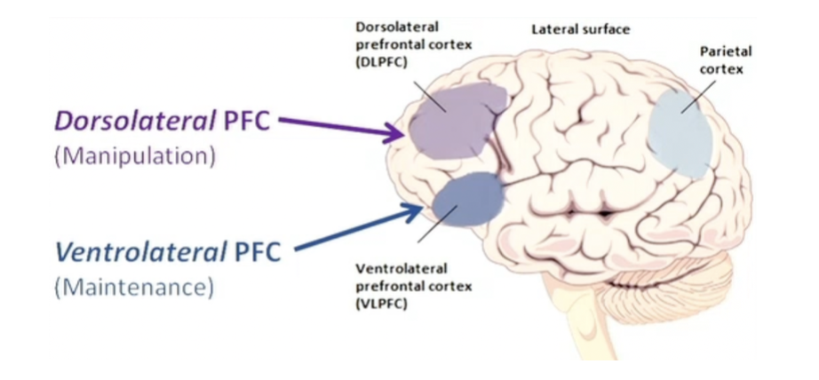 
1. Dorsolateral prefrontal cortex for manipulation
2. Ventrolateral prefrontal cortex for maintenance