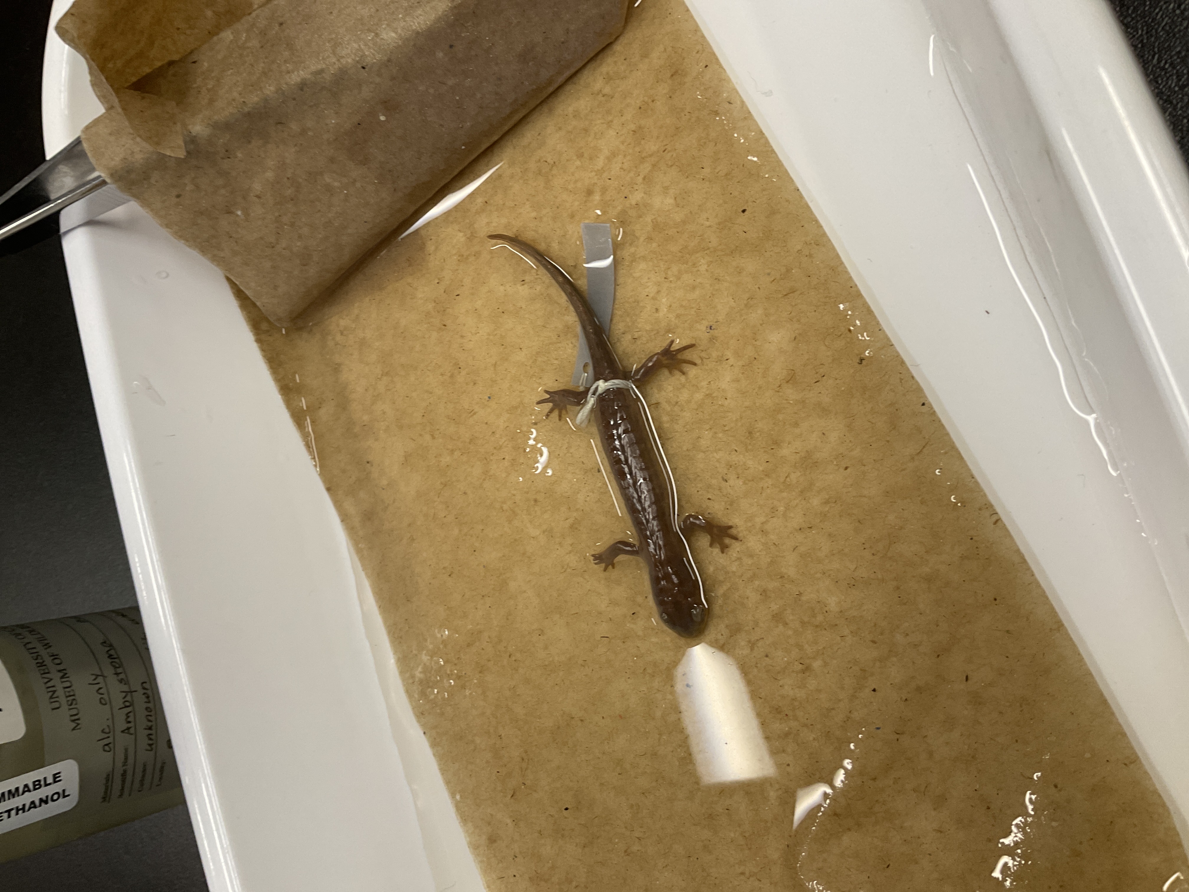 <p>Family and species</p>