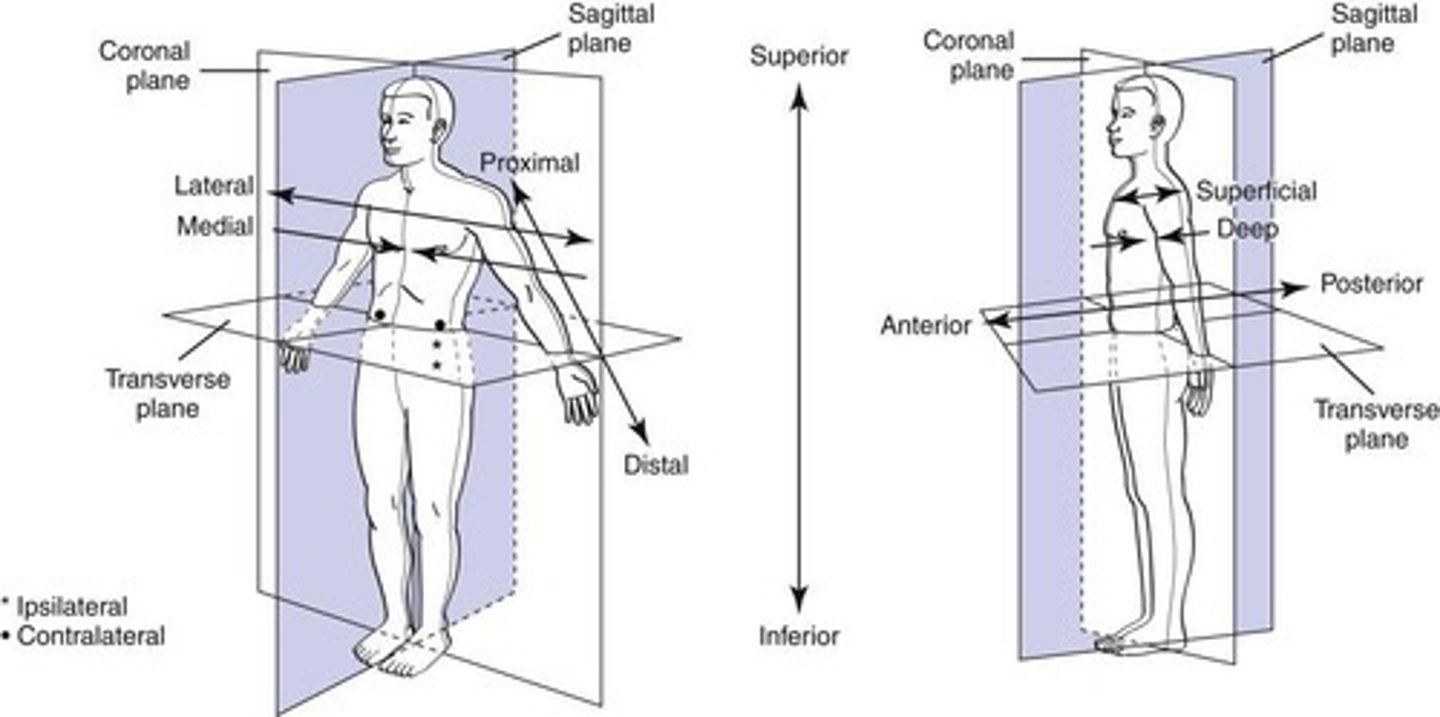 <p>Sagittal/Longitudinal, Transverse, and Coronal.</p>