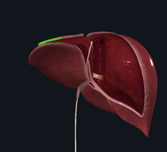 <p>What is highlighted in green</p>