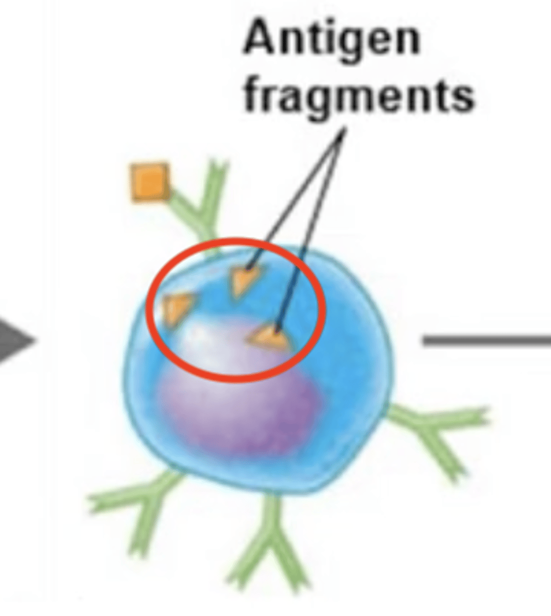 <p>B cell activation against T-dependent antigen</p><p>Fill in the blank:</p><p>1. BCR binds to extracellular antigen.</p><p>2. Extracellular antigen enters B cell via endocytosis.</p><p>3. </p><p>4. MHC-II receptor binds to processed antigen = antigen-MHC-II complex.</p><p>5. Antigen-MHC-II complex moves to surface of B cell.</p><p>6. MHC-II complex displays processed antigen to Th2 cell.</p><p>7. TCR of Th2 binds to processed antigen.</p><p>8. CD4 receptor on Th2 binds to MHC-II receptor.</p><p>9. Th2 releases cytokines.</p><p>10. Cytokines activate B cell.</p><p>11. B cell proliferates and differentiates into either plasma cells or memory B cells.</p>