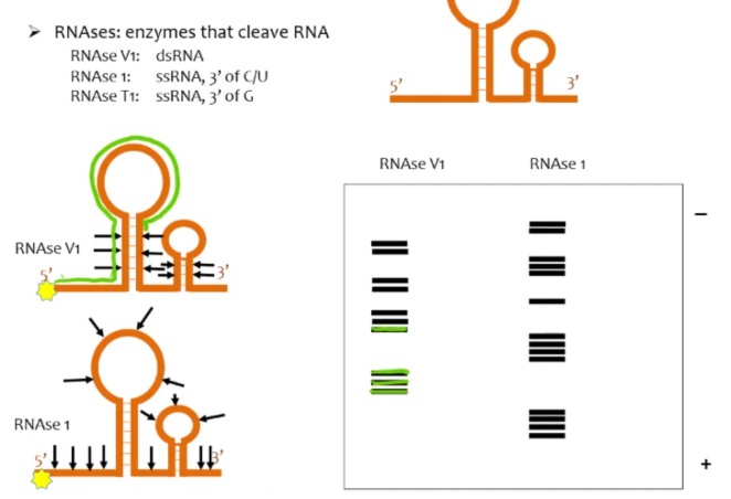 <p>RNA secondary structure assay in which the an RNA molecule that is labeled at the 5’ or 3’ end is partially digested by endonucleases (RNAse) at either the double stranded or single stranded areas (depending on the nucleases used) of the molecule. When you run the ss digested RNAs and the ds digested RNAs on a gel, you can tell which areas of the RNA are double stranded and which areas are single stranded</p>
